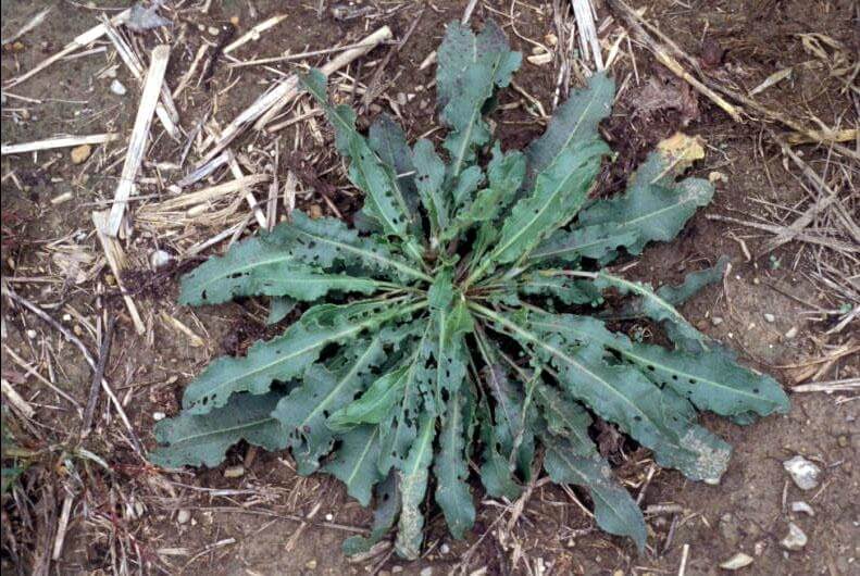 Beyond Weeds: How Dock Leaves Support Organic Farms