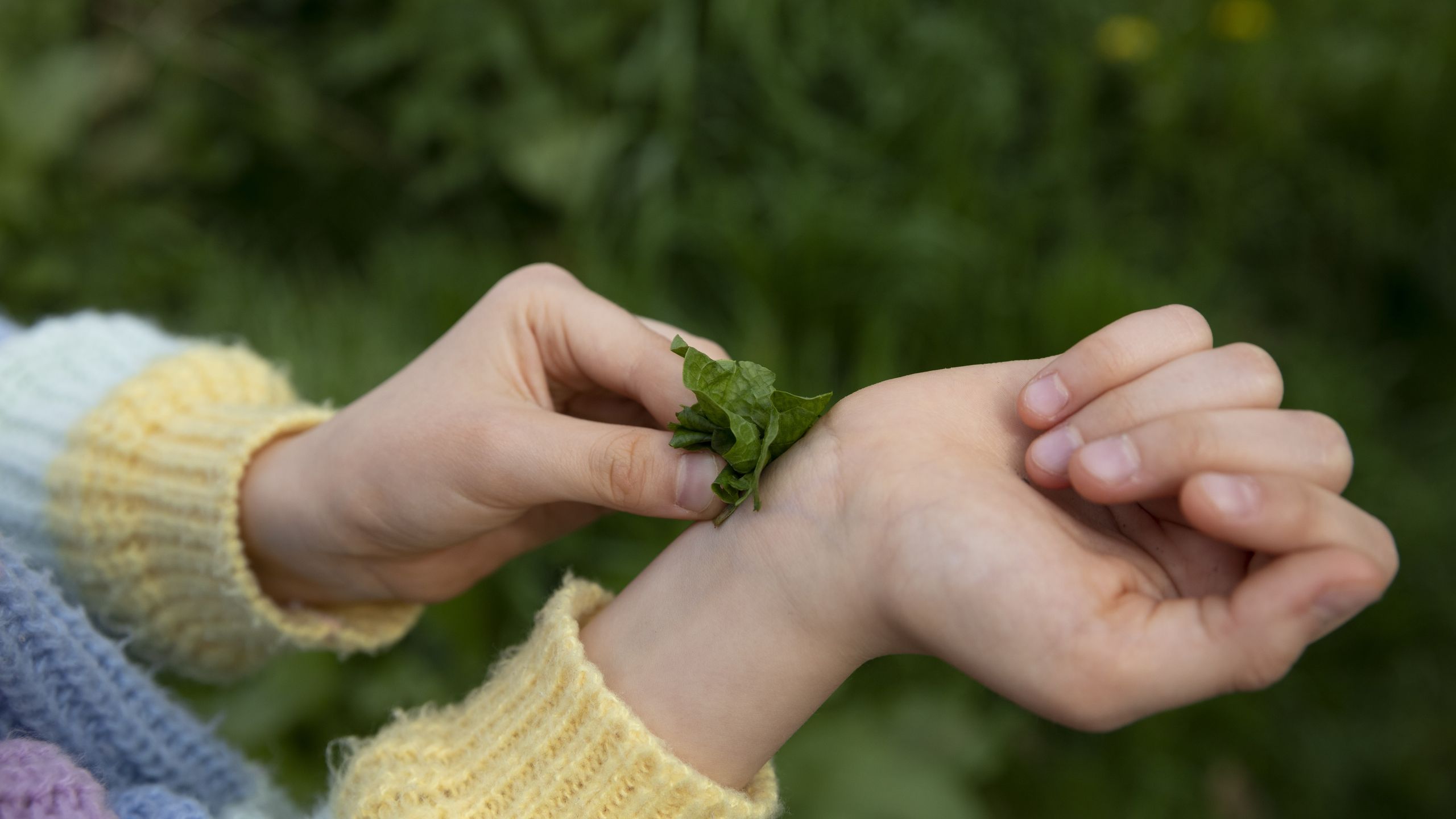 Dock Leaf for Nettle Stings: Your Natural Outdoor Remedy