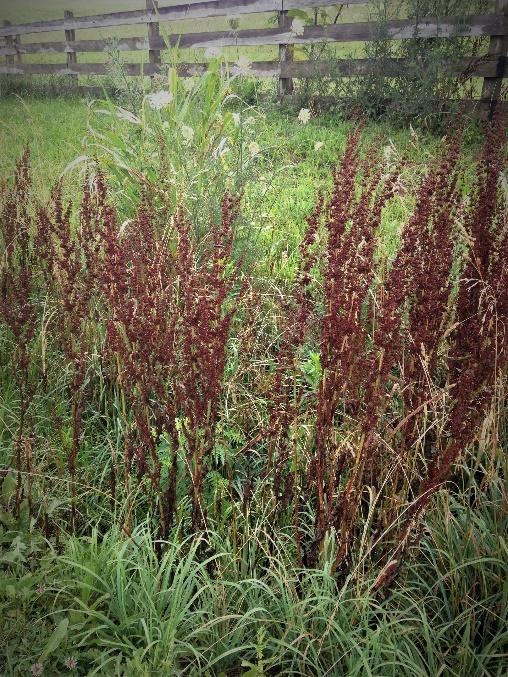 Your Personal Dock Leaf: Finding Relief Amidst Life's Stings